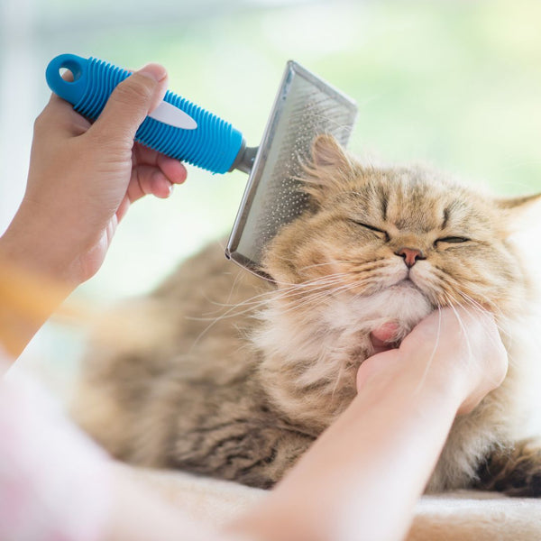 Pet Grooming Supplies