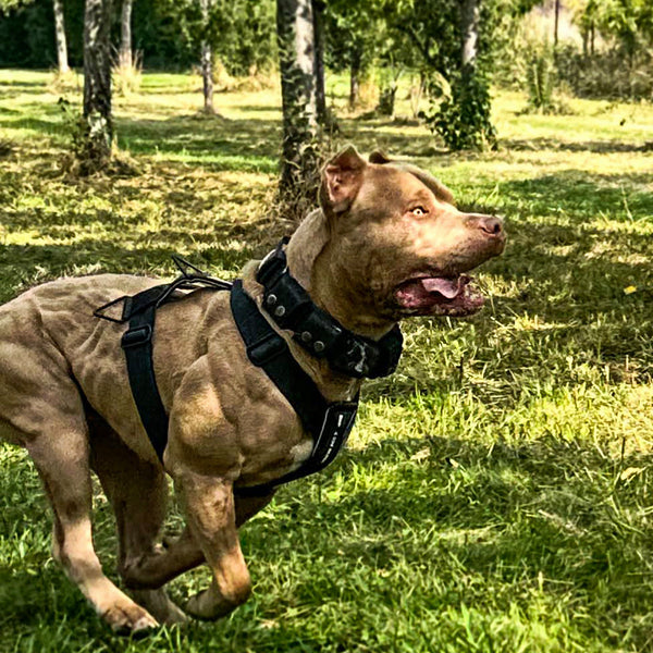 BESTIA DOG SPORT GripPro Basic Harness