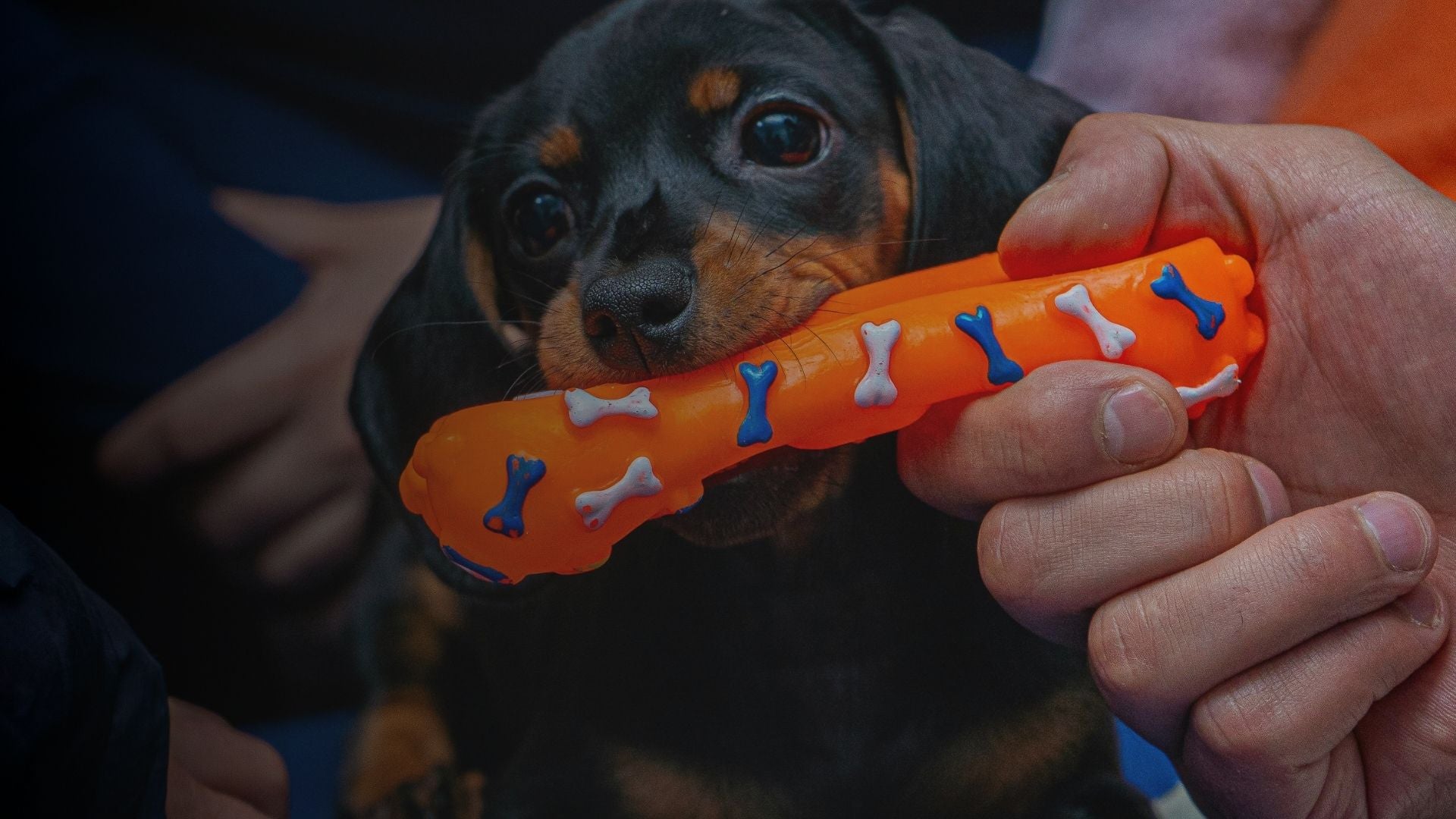 Dog holding an orange chew toy with bones on it, being held by a person.