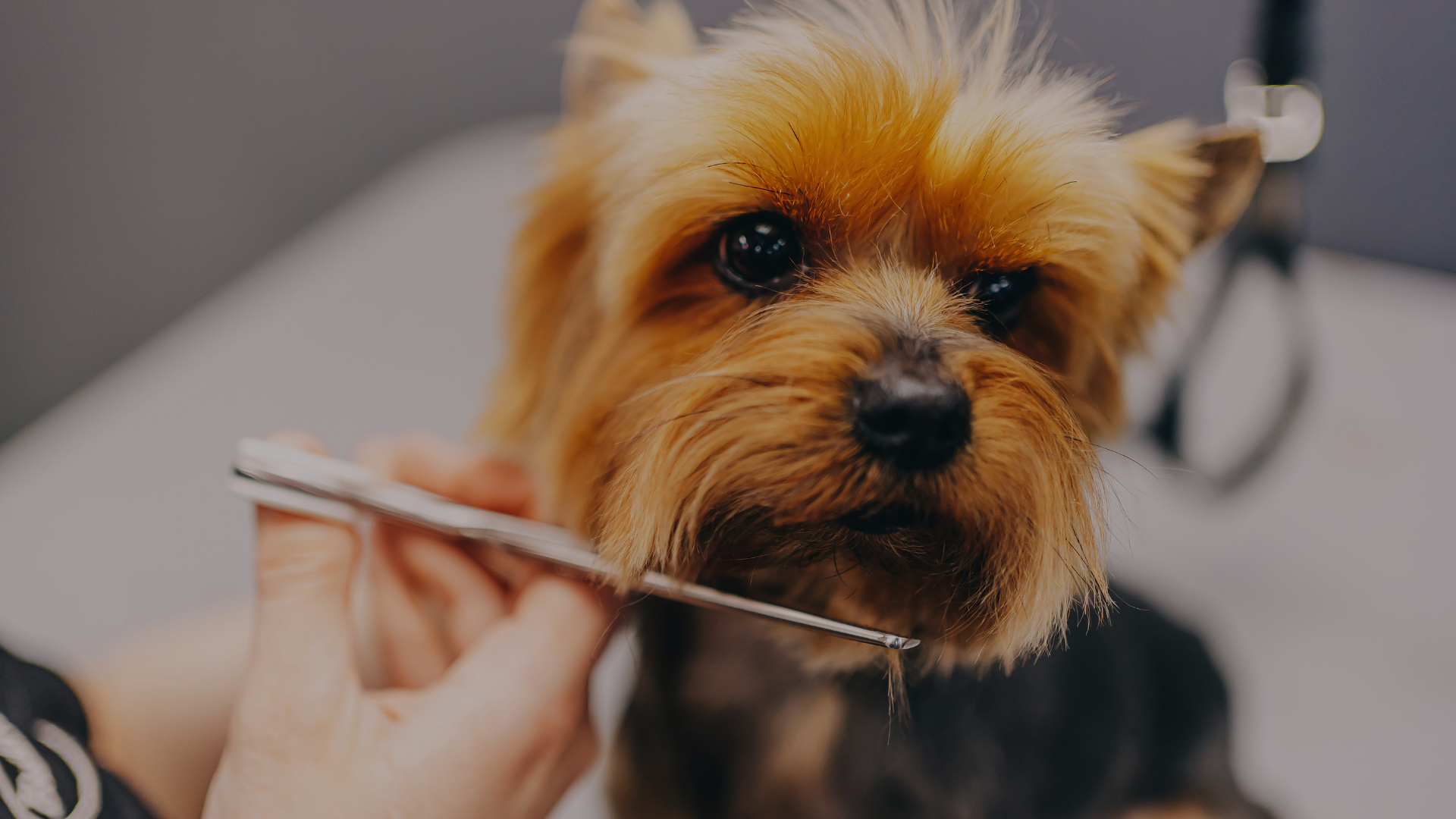 Small dog being groomed with a brush by a person.