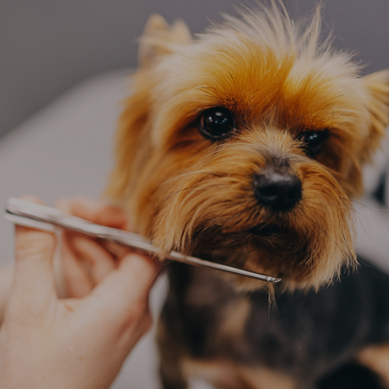Small dog being groomed with a brush by a person.