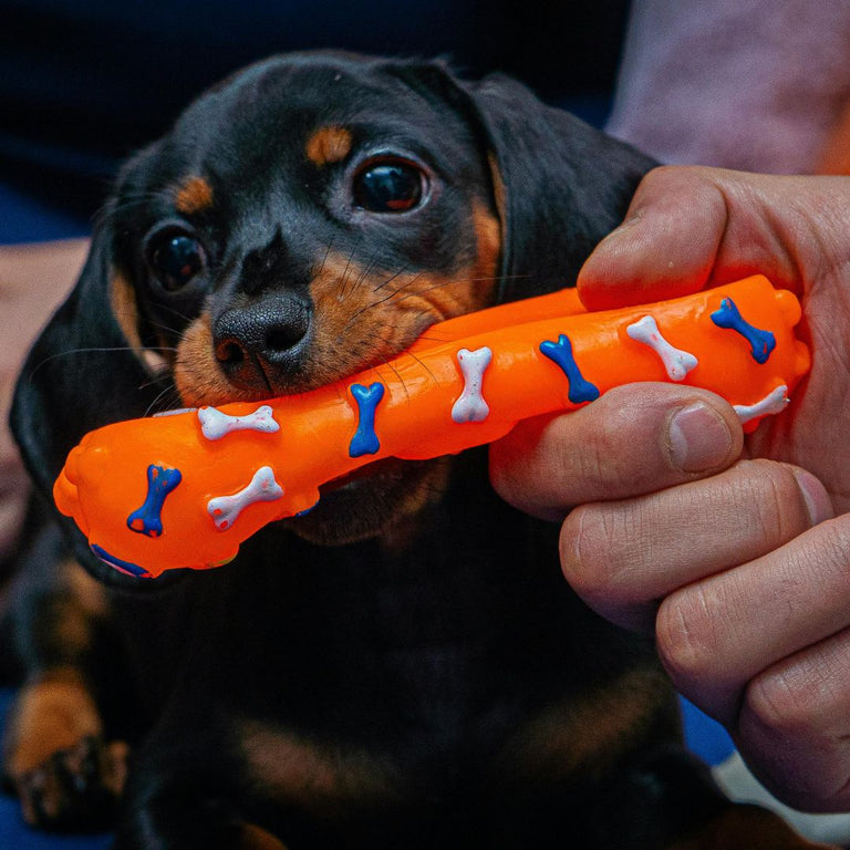 Dog holding an orange chew toy with bones on it, being held by a person.