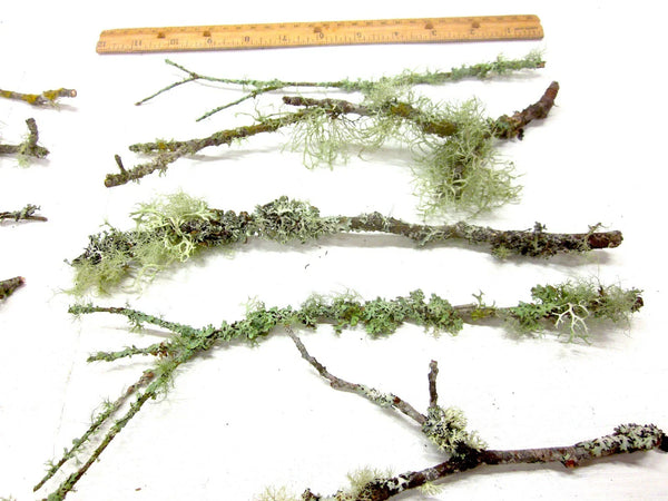 10 Live Lichen Moss Wood Sticks Natural Terrarium Decor